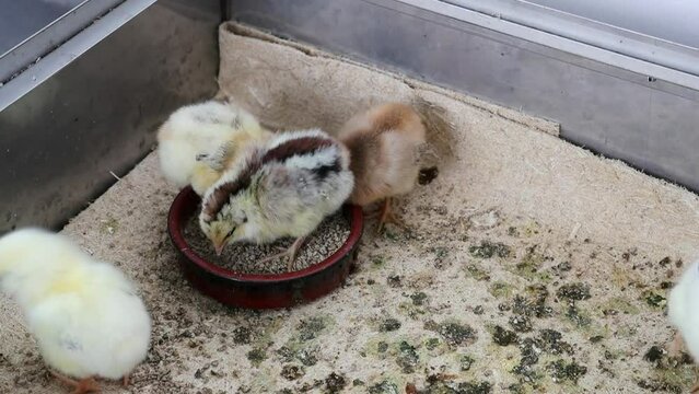 Ensemble de jeunes poussins de diff&eacute;rentes couleurs dans une bo&icirc;te en train de picorer des granul&eacute;s