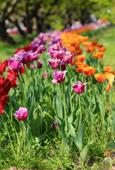 Fototapeta premium Garden with many tulip flowers in spring in the natural park