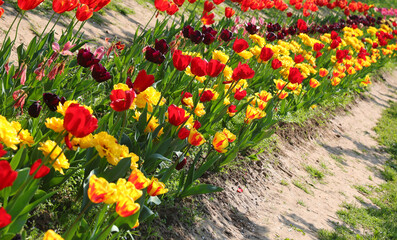 Garden with many tulip flowers in spring in the natural park
