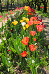 Obraz premium flowerbed with colorful tulips in spring in the garden without people