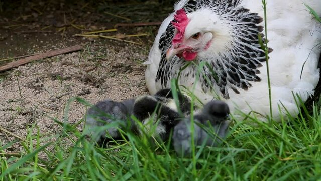 Poule de race Sussex avec ses petits poussins nouveau-n&eacute;s se nourrissant dehors dans la cour de ferme.