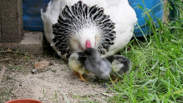 Poule de race Sussex avec ses petits poussins nouveau-n&eacute;s se nourrissant dehors dans la cour de ferme.