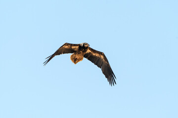 Juvenile Egyptian vulture in flight