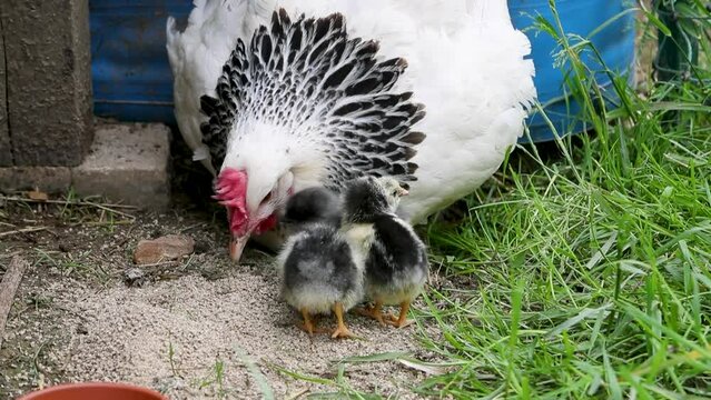 Poule de race Sussex avec ses petits poussins nouveau-n&eacute;s se nourrissant dehors dans la cour de ferme.