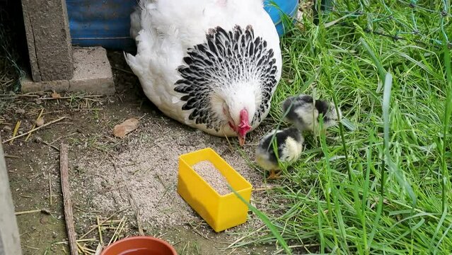 Poule de race Sussex avec ses petits poussins nouveau-n&eacute;s se nourrissant dehors dans la cour de ferme.