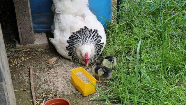 Poule de race Sussex avec ses petits poussins nouveau-n&eacute;s se nourrissant dehors dans la cour de ferme.