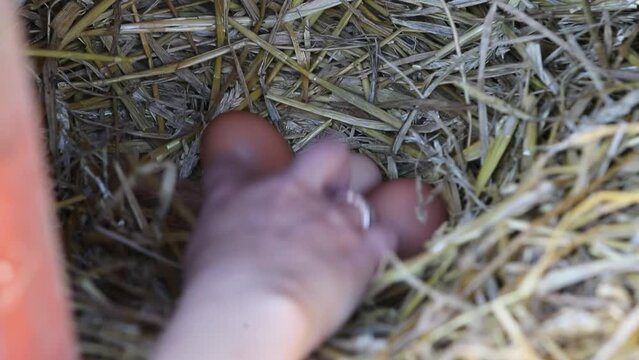 Main d'une femme ramassant un oeuf de poule dans un nid au poulailler