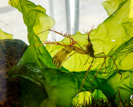 Macropode &agrave; rostre dans un aquarium, sur une algue verte avec algue rouge sur la carapace. Macropodia rostrata