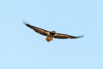Juvenile Egyptian vulture in flight