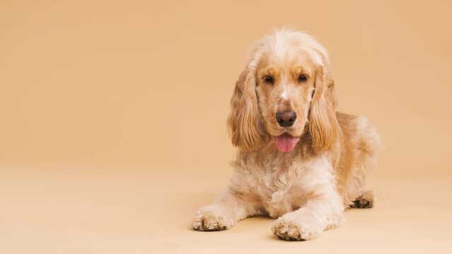Cute brown English Cocker Spaniel dog resting on floor on beige background with copy space