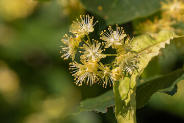 Flowers of Tilia cordata, the small-leaved lime or small-leaved linden