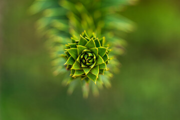 The top of a branch of the Araucaria Araucana, the Chilean national tree