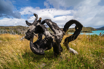 Artisticly charred tree in the wilderness of Patagonia