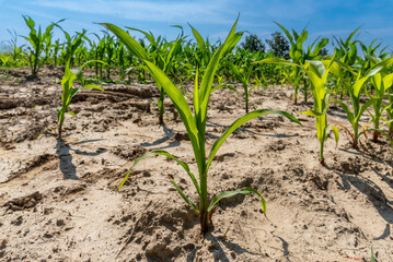 Young corn plant lined up in field under blue sky