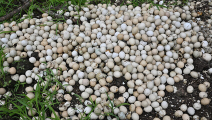 Pheasant eggs pile damaged on the ground