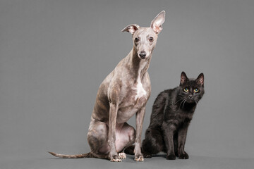 a black cat and a brindle whippet dog sitting on a grey background in the studio
