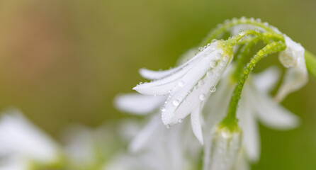 雨に濡れた白い花