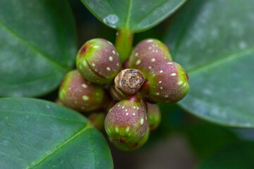 Close up of Ficus variegata young figs