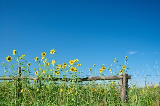 Sunflower field wooden fence clear blue sky, bright, cheerful, summer, day - Powered by Adobe