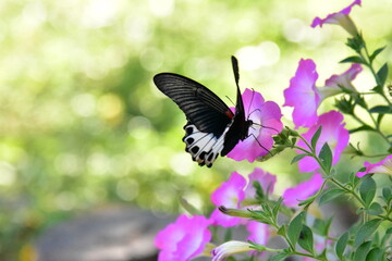 Colorful butterfly feeding on a pink flower in a garden