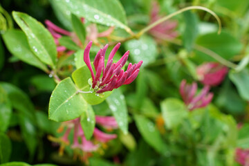 Blooming Lonicera in a park