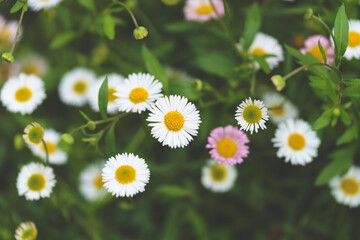 熱海の公園の美しい花
