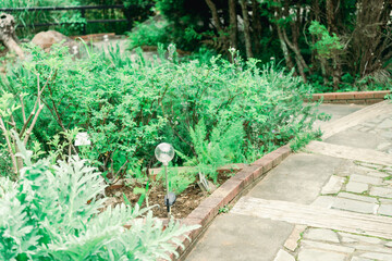 熱海の公園の美しい花