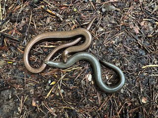 Two snakes slowworm on a field path