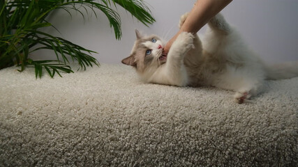 Angry, aggressive white cat on the carpet.