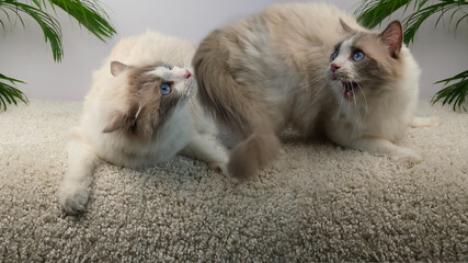 Angry, aggressive white cat on the carpet.