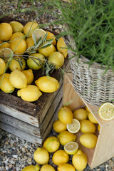 Citrons jaunes sur caisse en bois avec panier en osier, décoration