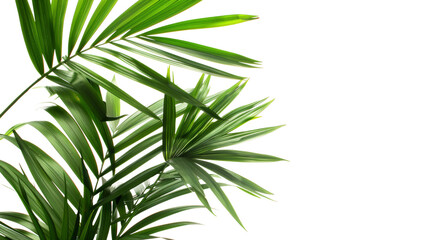 Vibrant Palm Leaf Isolated on Transparent