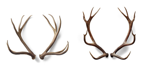 Large antler isolated on a transparent background