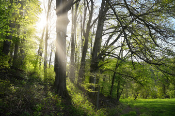 Rays of beautiful bright sunlight majestically shining through a row of trees in the green idyllic...