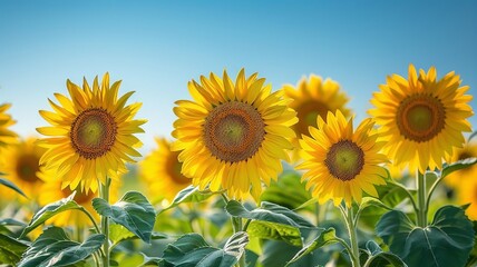 Obraz premium Blooming Sunflowers Under Blue Sky in a Vibrant Summer Field
