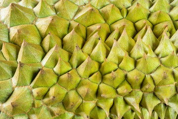 Fototapeta premium Ripe Durian fruit skin pattern close-up