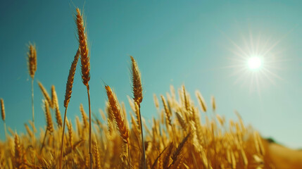 Wheat field against the blue sky, aesthetic industrial landscape. Agriculture. View from down. Generative AI
