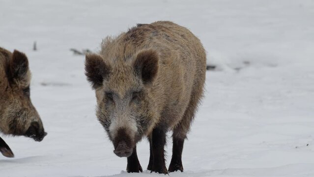 
A wild boar is looking for food in the shehu