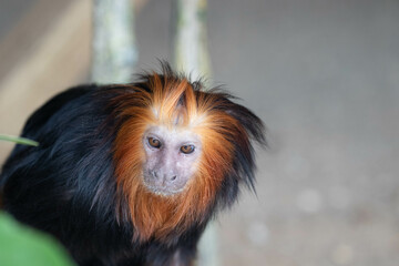 A Portrait of Golden Headed Lion Tamarin