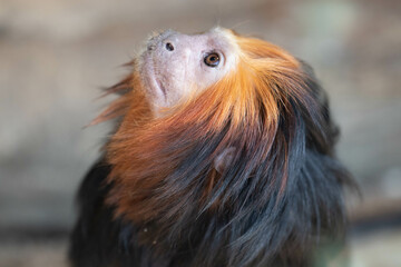 A Portrait of Golden Headed Lion Tamarin