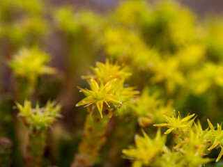 banner Natural floral background. Beautiful field of yellow wildflowers