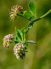 Imágenes macro de flores e insectos