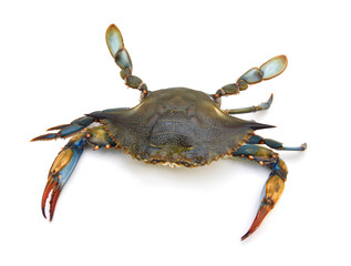 Blue Crab with white background