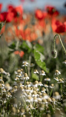 poppy field mountains summer day light wind picnic in nature berries poppy chamomile