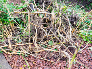 Close-up of tangled uprooted bamboo roots and stalks on red mulch in garden, showing intertwined roots