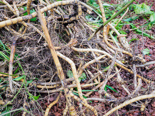 Intertwined bamboo roots with green foliage and soil, highlighting a complex natural root patterns