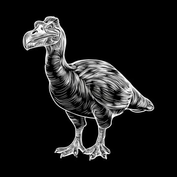 recommend clip art: Dodo Bird Line Art on Black Background