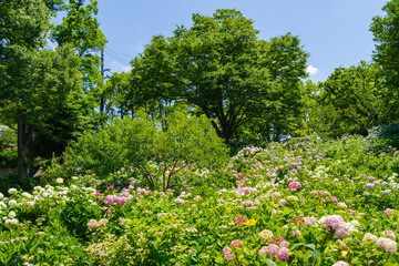 紫陽花の咲く丘（茶屋ヶ坂　愛知県名古屋市）