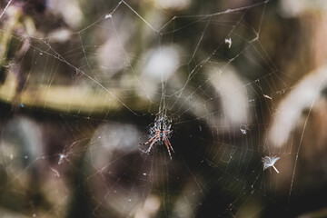  A yellow garden spider, also known as the golden orb-weaver spider (Aculepeira ceropegia), sitting in the center of its web. This spiders are known for their elaborate webs, they spin to catch prey.