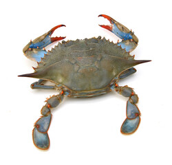 Blue Crab with white background